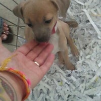 all about puppies dale mabry