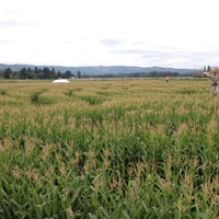 Photo taken at The Maize at the Pumpkin Patch by Andy B. on 9/9/2012