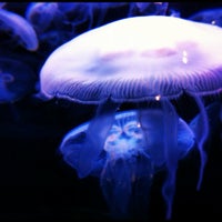 Foto diambil di Aquarium of the Bay oleh Rj V. pada 3/17/2012