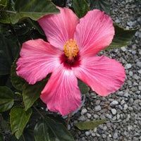 Photo taken at Main&amp;#39;s Flower &amp;amp; Garden by Sara 🌼 S. on 5/12/2012
