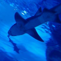 Снимок сделан в Antalya Aquarium пользователем ahmet l. 8/20/2012