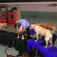 my doggies daycare