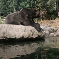 Photo taken at Bear Exhibits by Karl P. on 8/26/2012