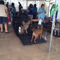 best food for dogs with congestive heart failure