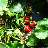 Foto tirada no(a) Strawberries on 903 por Kim F. em 4/21/2012