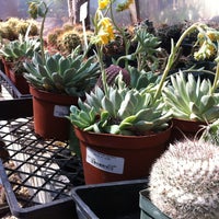 Barton Springs Nursery Flower In West Lake Hills Photo Taken At Barton Springs Nursery By Andres C On 3 4 2017