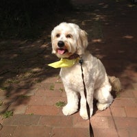 bonnie's dog & cat grooming