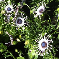 Encinal Nursery Garden Center In East End Photo Taken At Encinal Nursery By Naomi G On 5 12 2017