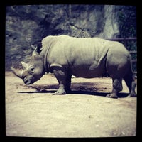 Photo taken at White Rhino Exhibit by Kendra O. on 8/6/2012