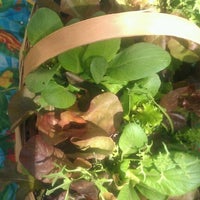 USF Botanical Gardens - Village of Tampa - 4202 E Fowler Ave