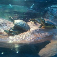 petco near kings plaza