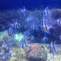 รูปภาพถ่ายที่ Aquarium Arts โดย Halo K. เมื่อ 7/2/2012