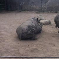 Photo taken at White Rhino Exhibit by George D. on 6/10/2012