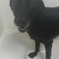 Photo taken at U-Wash Doggie by Cathleen C. on 8/4/2012