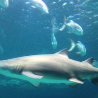Снимок сделан в North Carolina Aquarium at Pine Knoll Shores пользователем Oris W. 6/11/2012