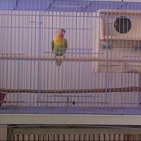Photo taken at Red Castle (Zacky&amp;#39;s Love bird) 1st floor by Fauzie O. on 7/7/2012