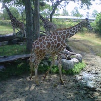 Photo taken at The Giraffe Exhibit by Gregory M. on 7/8/2012