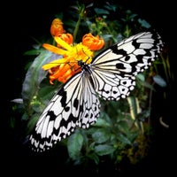 琉宮城 蝶々園 1 Tip