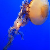 Снимок сделан в Ripley&amp;#39;s Aquarium of the Smokies пользователем Jeremy W. 7/1/2012