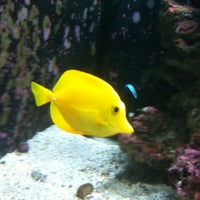 Photo taken at Kipp Memorial Aquarium by Kese S. on 2/12/2012