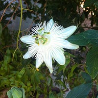 7/29/2012にShana R.がDragonfly Floralで撮った写真