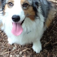 Bronx In Dog Parks The Bronx In Dog Parks The