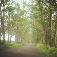 Tunnel Of Trees - 9 tips from 1116 visitors