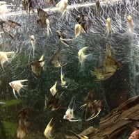 รูปภาพถ่ายที่ A World of Fish โดย Sam H. เมื่อ 4/7/2012