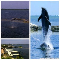 Photo taken at Dolphin Cove by Shardon H. on 5/27/2012