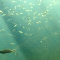 Снимок сделан в Pacific Undersea Gardens пользователем Nicole 8/9/2012