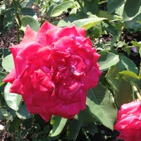 Lyndaleparkrosegarden Travel Guidebook Must Visit