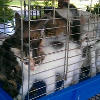 Klinik Veterinar Kepayan - Kota Kinabalu, Sabah