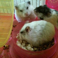 Photo taken at My Hammy Land Pet Shop by Lisa Y. on 3/15/2012