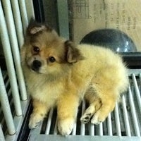 Bali Pet Shop Denpasar Bali