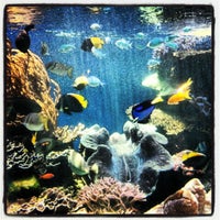 aquarium waikiki