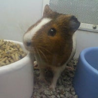 petco near kings plaza