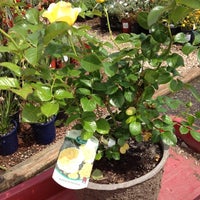 Payless Nursery Rockery Evergreen 2927 S King Rd