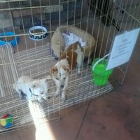 choice pet market near me