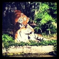 Photo taken at Malayan Tiger Habitat by Ahmed on 8/1/2012