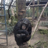 Photo taken at Chimpansees by Roel B. on 3/17/2012