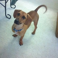 banfield pet hospital ikea blvd