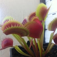 Photo taken at Venus Fly Trap by Mariano G. on 2/16/2012