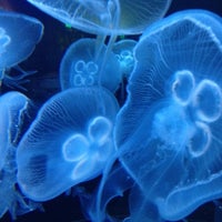Foto diambil di Aquarium of the Bay oleh Evgeny L. pada 6/24/2012