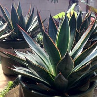 Photo taken at Southbranch Nursery Co. by Southbranch N. on 5/24/2012