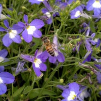 Pixie hollow login Pixie hollow login