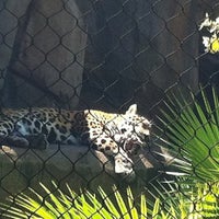 Photo taken at Leopard Exhibit by Cheryl W. on 3/22/2012
