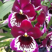 Photo taken at Atlantic Avenue Orchid &amp; Garden by Joy on 3/21/2012