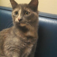 vca greater savannah animal hospital