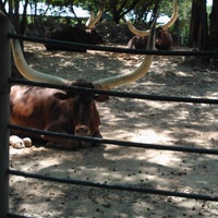 Photo taken at Ankole Cattle Exhibit by D R. on 7/21/2012
