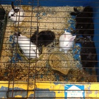 Photos At The Pet Family 6 Tips